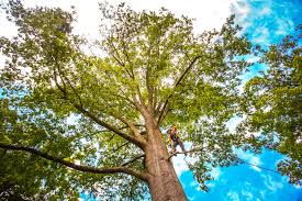 Best Tree Preservation Services  in Rangely, CO