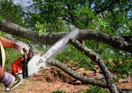 Best Tree Risk Assessment  in Rangely, CO