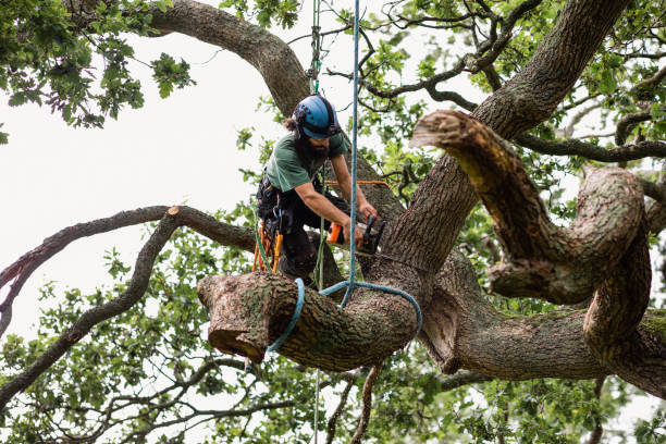 Best Emergency Tree Removal  in Rangely, CO