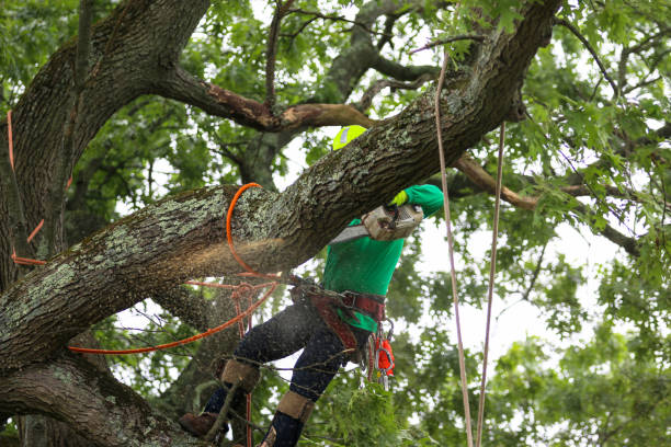 Rangely, CO Tree Services Company