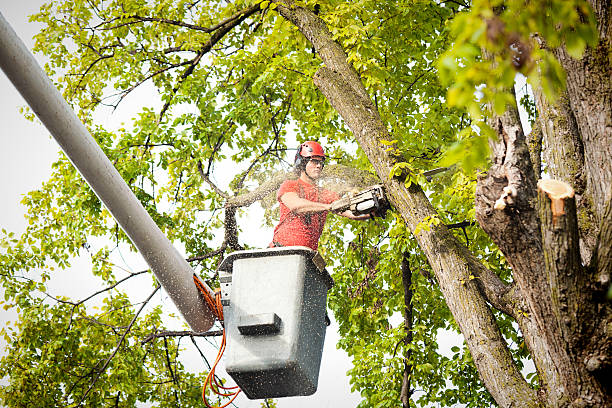 Best Storm Damage Tree Cleanup  in Rangely, CO